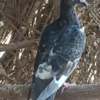 کبوترخارجی|پرنده|شبانکاره, |دیوار