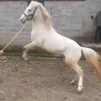 اسب|اسب و تجهیزات اسبسواری|لوداب, |دیوار