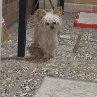 سگ نژاد گرگ شایر