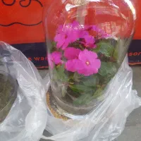 سلام .گل اپارتمانی