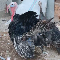 جفت بوقلمون محلی