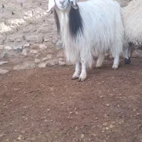 بز آبستن|حیوانات مزرعه|سبزوار, قصبه شرقی|دیوار