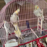 پرنده عروس هلندی