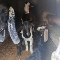 بز و بزغاله