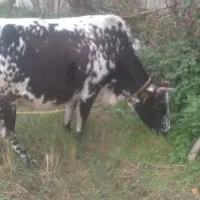 فروش ۲راس گاوشکم داروگوساله نر