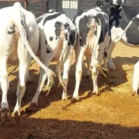 نوبر گاو،گاو نوبر