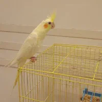 طوطی عروس|پرنده|رشت, بازار|دیوار