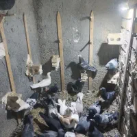 26تاکفتر یکدست بوم همه نر پرشی بشرط|پرنده|گلبهار, شهر جدید گلبهار|دیوار