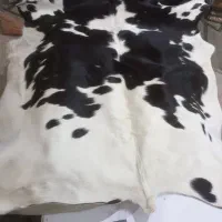 پوست گاو کاملا اصل