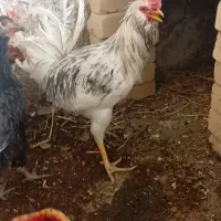 خروس زیبا پرغرور و مرغ گیر درشت