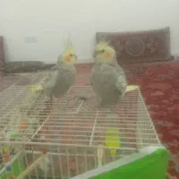 عروس هلندی گل باقالی نر ماده