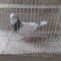 یک جفت کبوتر سالم  باجوجه