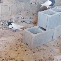 پنج جفت کبوتر بهبهونی و شهری