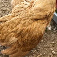خروس سیبرایت بوف سیبرایت گلین ویاندوت برهما