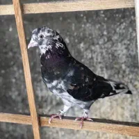 کبوتر دوتا عتیقه نسل قدیم|پرنده|نسیمشهر, |دیوار