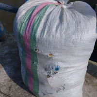 ماهی لاکش هم برای دام هم لاکش ریختن