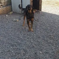 نر2ساله مناسب برای نگهبانی ازلحاظ جسمی سالمه