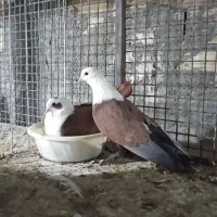 کفتر سرسفید|پرنده|سیرجان, |دیوار