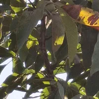 نهال گردو ...