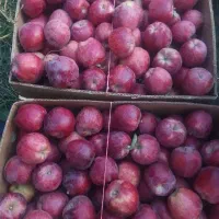 سیب کلات آب دار شیرین سرخ