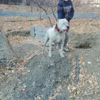 داگو آرژانتین