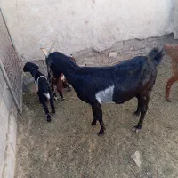 تعداد ۲۷ راس بز زاییده و ابستن