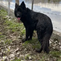 سگ ژرمن بلک شولاین