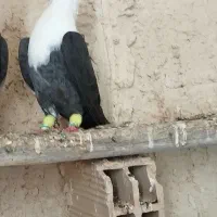 کله سفید کلاغ کربلایی کاکول.چپ وهفرنگ دم سفید