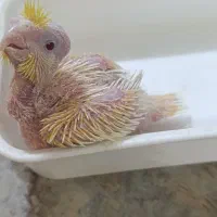 جوجه عروس سرلاکی چشم قرمز
