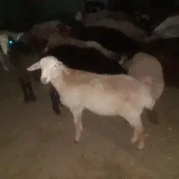 گوسفند بره|حیوانات مزرعه|شیروان (خراسان), |دیوار