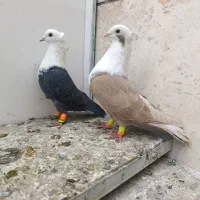 نروماده کلاغ هفت رنگ کاکلی