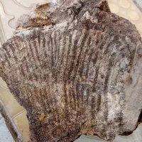 سنگ شجر|کلکسیون اشیاء عتیقه|ایجرود, |دیوار