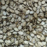تخمه هندونه محبوبه بدون پوکی