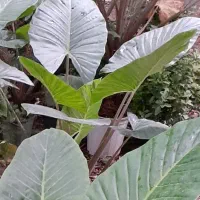 کاج اسباتی شفلورا برگ انجیری بابا آدم|گل و گیاه طبیعی|سلمان‌شهر, |دیوار