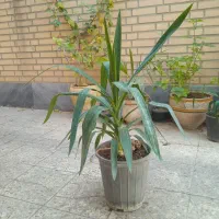 حراجی گل و گیاه|گل و گیاه طبیعی|دزفول, |دیوار