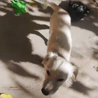 سگ پاکوتاه بدون شناسنامه|سگ|دماوند, دماوند|دیوار