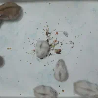 همستر مینیاتوری کمپل