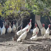 بوقلمون|حیوانات مزرعه|پاکدشت, پاکدشت (مامازند)|دیوار