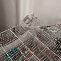 عروس هلندی نر‌ماده تخم جوجه|پرنده|اسفراین, |دیوار