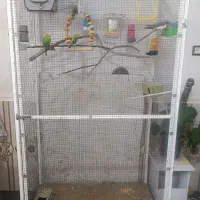 قفس بزرگ پرنده ،عروس هلندی و مرغ عشق