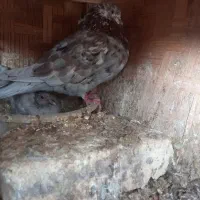 یه جفت سرور و یه ماده چشم تا به تا