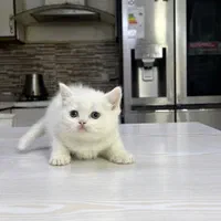 گربه پسر و دختر (شمیرانی کت)|گربه|کرج, گوهردشت|دیوار