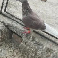 کفترالمانی