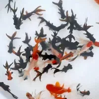 پرورش انواع (ماهی قرمز) عمده