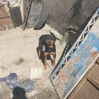روتوایلر