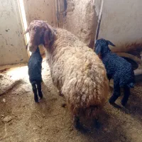 سه عدد میش داشتی