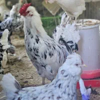 تخم نطفه دار گلین وگلین لری فول کیفیت|حیوانات مزرعه|قزوین, |دیوار