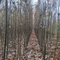 نهالستان کاظمی