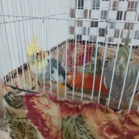 عروس هلندی بدونه قفس