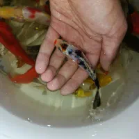 ماهی کوی باله بلند و کوتاه ، گلدفیش ، قرمز مولد|ماهی|اراک, |دیوار